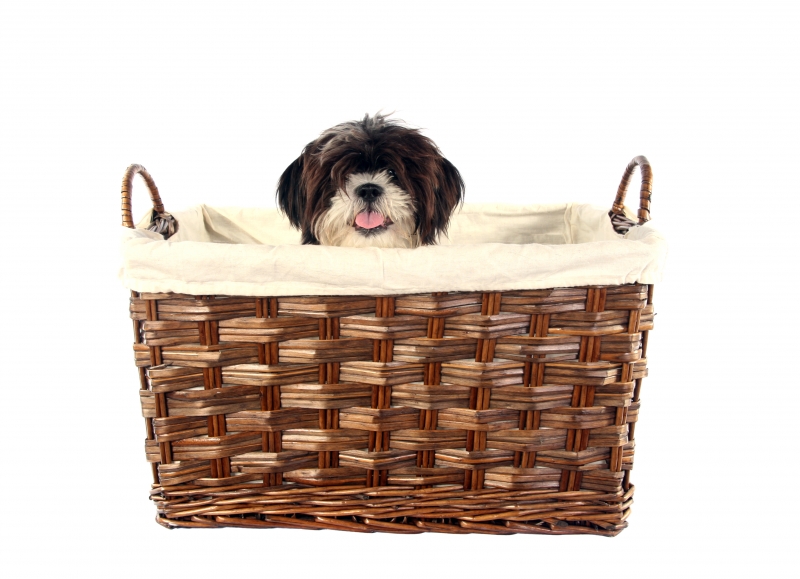 111335-puppy-basket