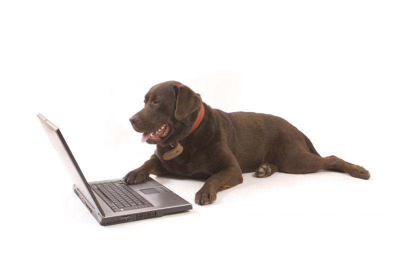 412509-brown-labrador-working-on-laptop